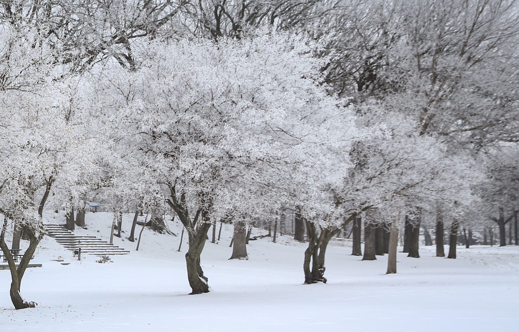 Frosty day - Feb. 2, 2020-3.jpg